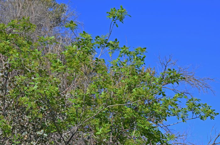 Common Hoptree, or Western Hoptree is a shrub or small tree that grows to 20 feet high with brown or dark purple twigs. Ptelea trifoliata Common Hoptree, or Western Hoptree is a shrub or small tree that grows to 20 feet high with brown or dark purple twigs. Ptelea trifoliata